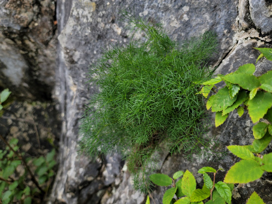 태백산 권역에서 발견된 희귀식물 '개회향'  산림청 제공